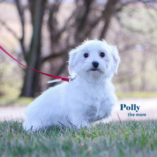 Mariah - Available 1/8