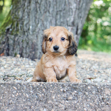 Maisie - Available Now