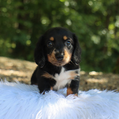 Annabelle - Available 9/3