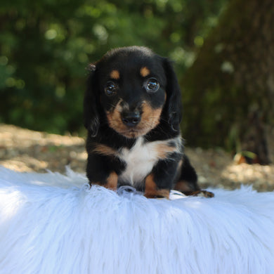Annabelle - Available 9/3