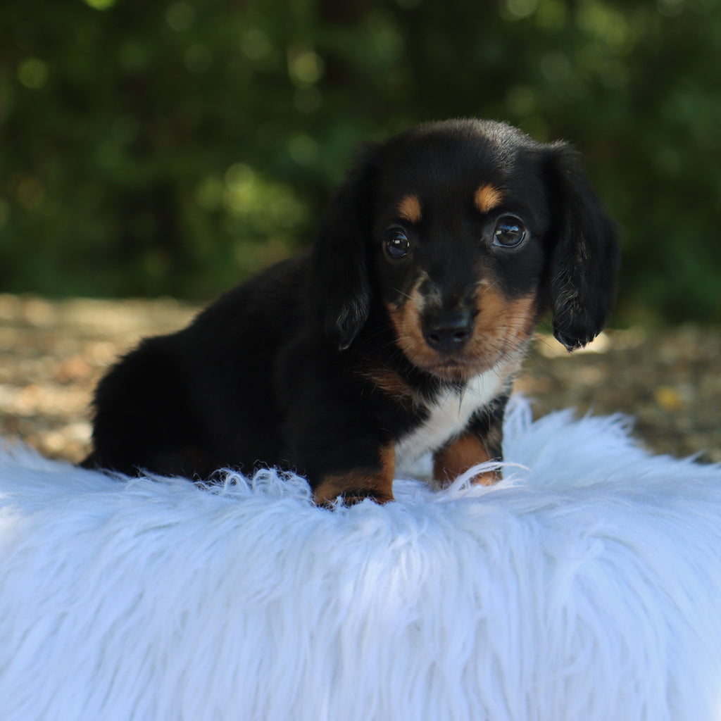 Annabelle - Available 9/3