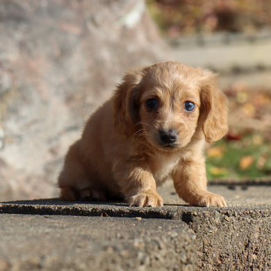 Carmel - Available 11/19