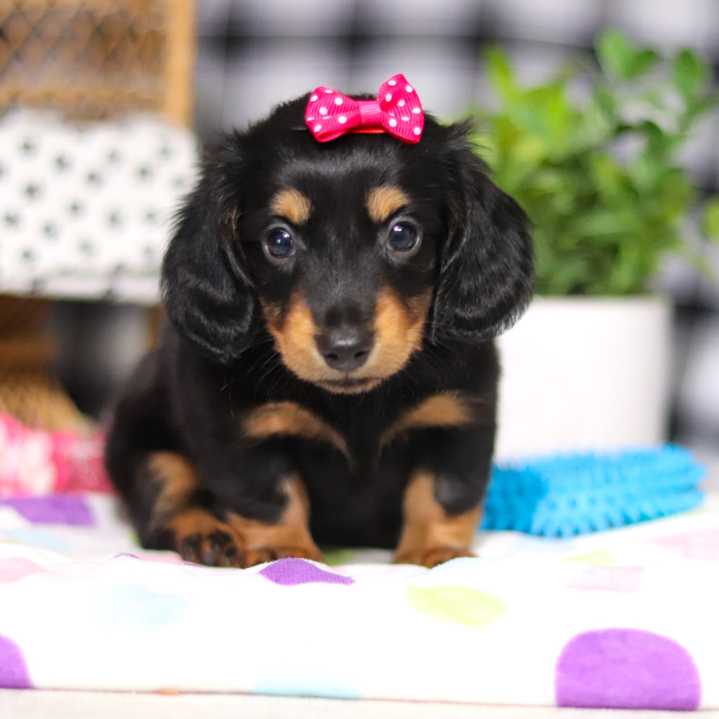 Odessa - Available 3/5