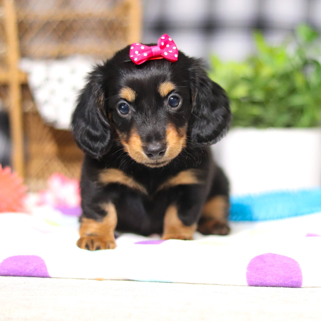 Odessa - Available 3/5