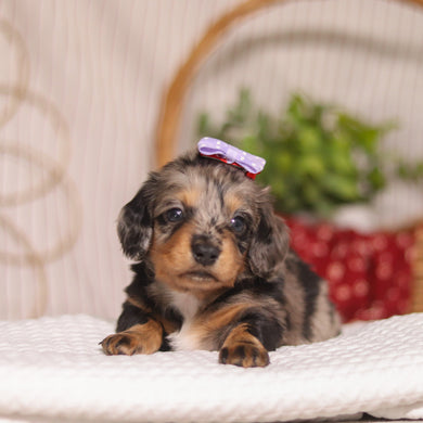 Bunny - Available 4/23