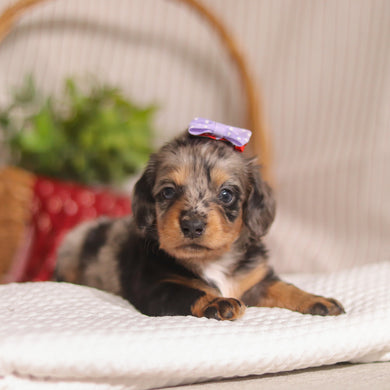 Bunny - Available 4/23