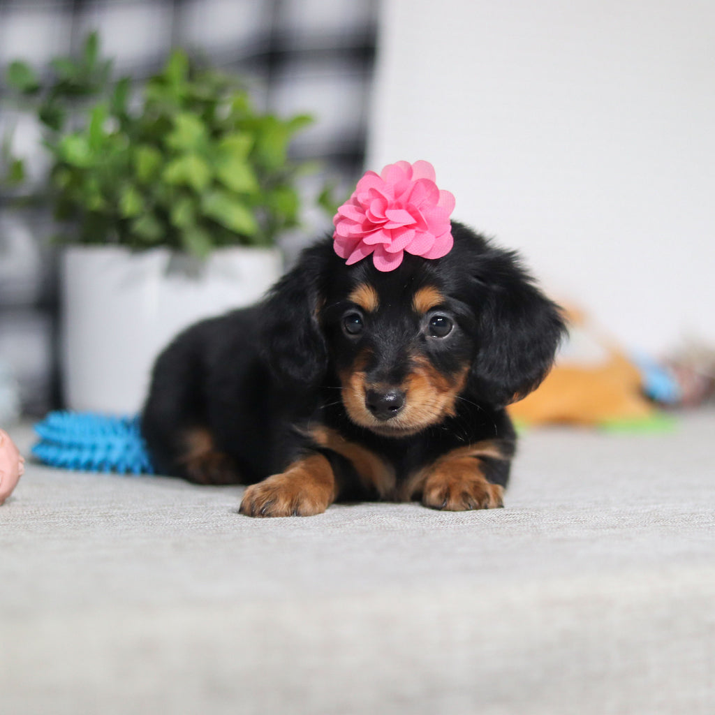 Amelia - Available Now