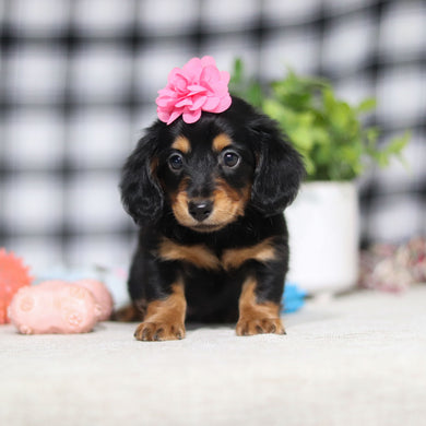 Amelia - Available 5/7