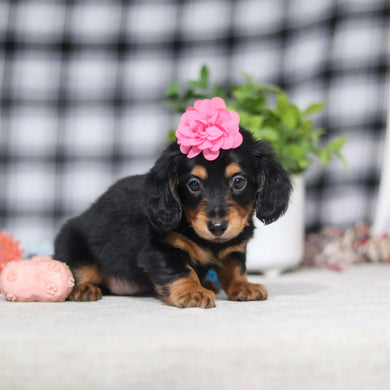 Amelia - Available 5/7