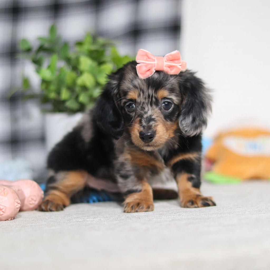 Annie - Available 5/7