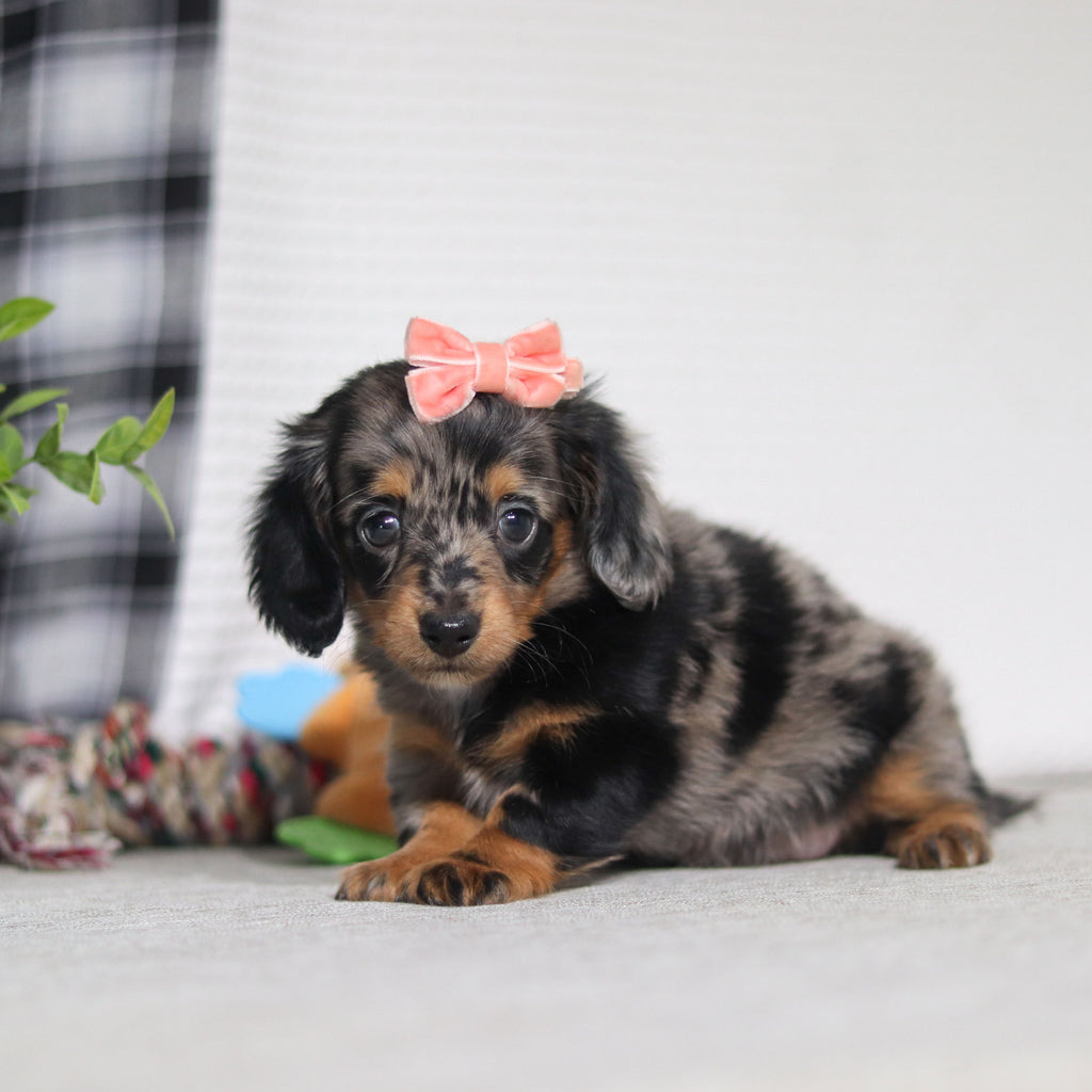 Annie - Available 5/7