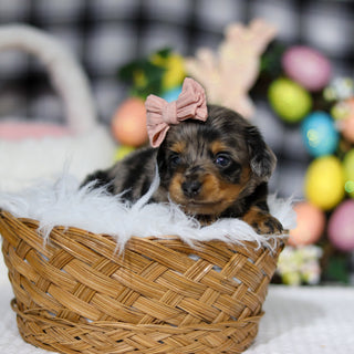 Annie - Available 5/7