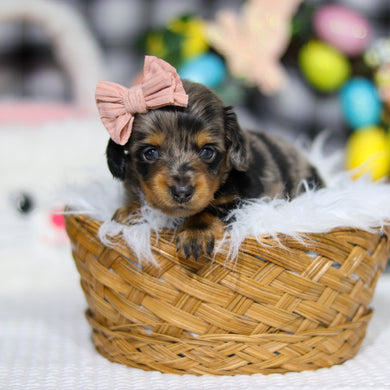 Annie - Available 5/7