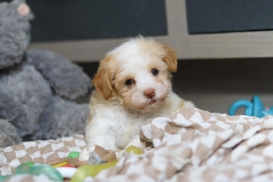 Ellie - Available 3/12