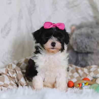 Rosalind - Available 3/12