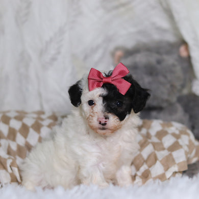 Chanel - Available 3/12