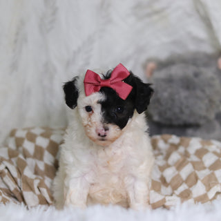 Chanel - Available 3/12