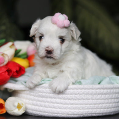 Hollis - Available 5/14