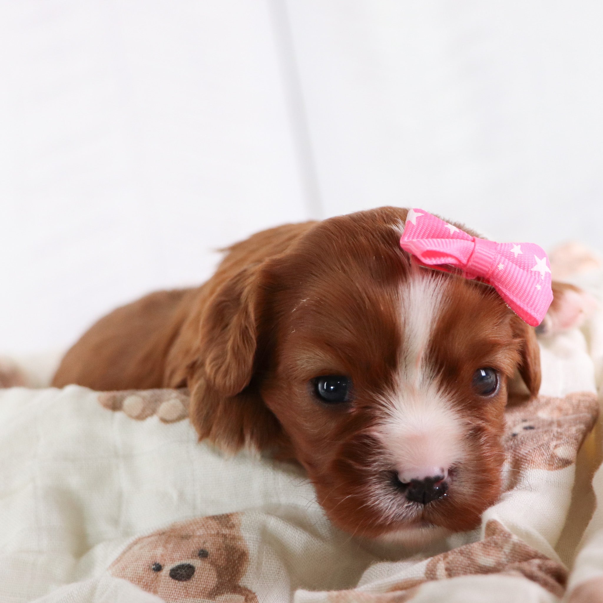 Puppies for sale in Newport News