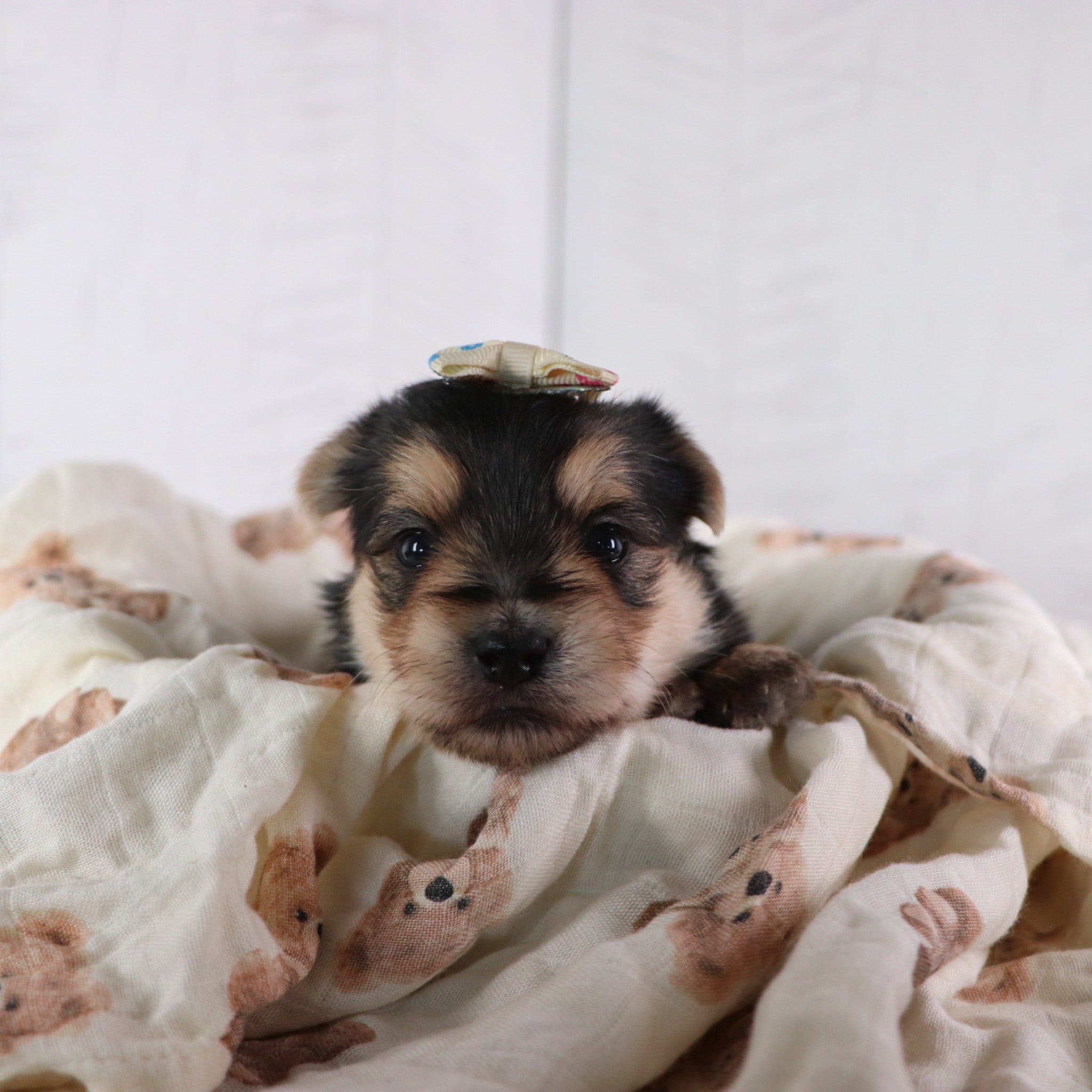 Puppies for sale in Augusta