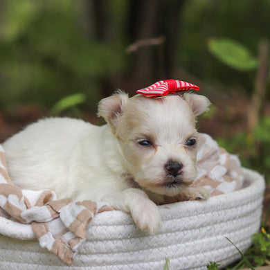 Mochi - Available 6/11