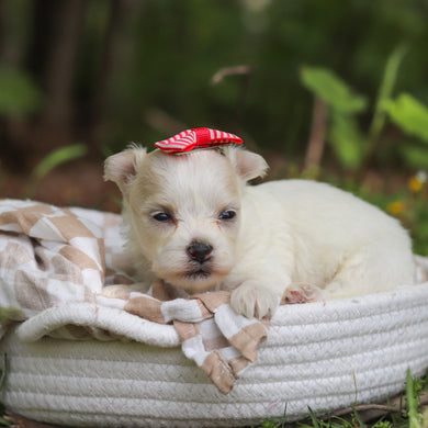 Mochi - Available 6/11