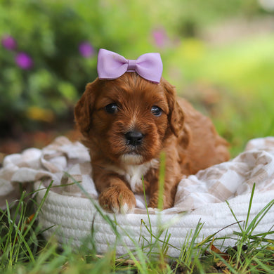 Polly - Available 7/2