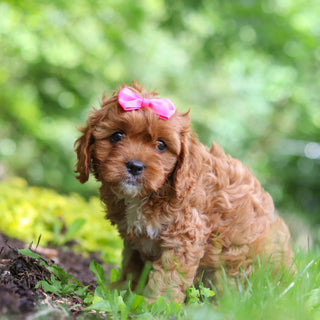 Polly - Available 7/2