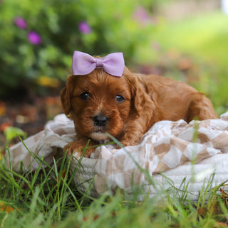Polly - Available 7/2