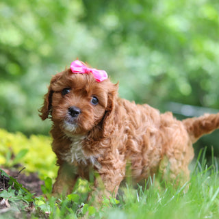 Polly - Available 7/2