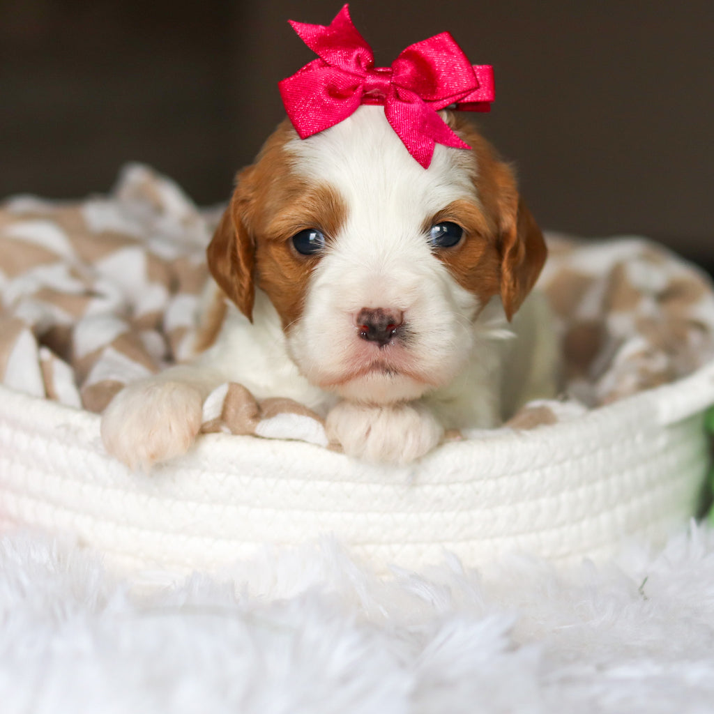 Dotty - Available 6/4