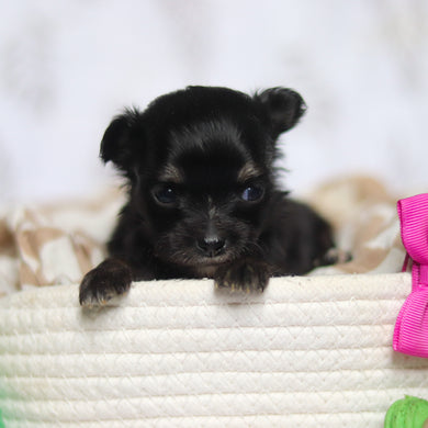 Kiki - Available 5/7