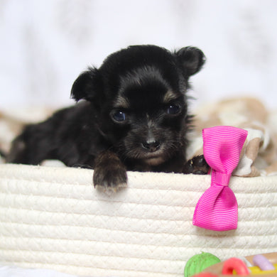 Kiki - Available 5/7