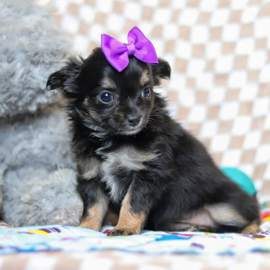 Kiki - Available 5/7