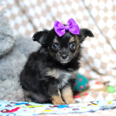 Kiki - Available 5/7