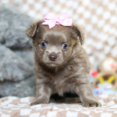 Gizmo - Available 5/14