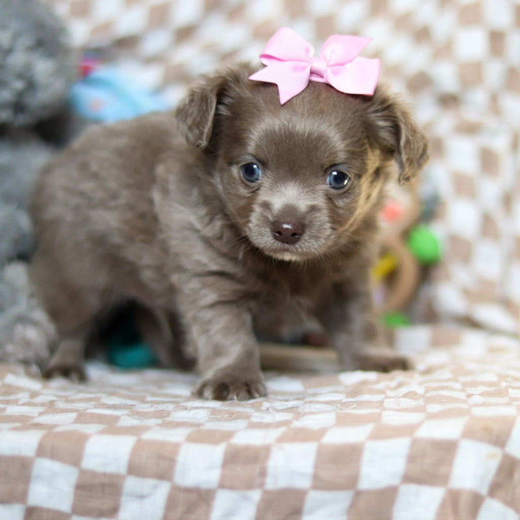 Gizmo - Available 5/14