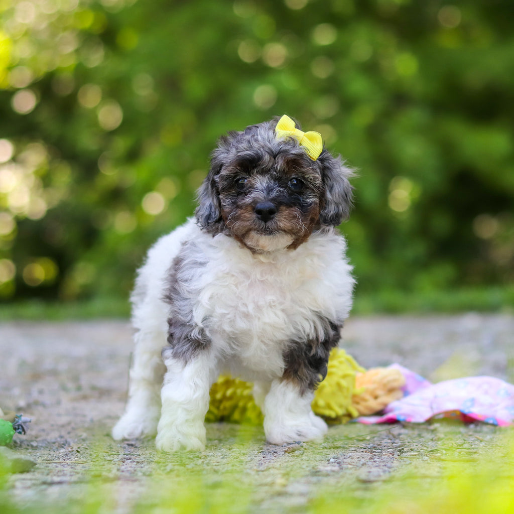 Franny - Available 6/18