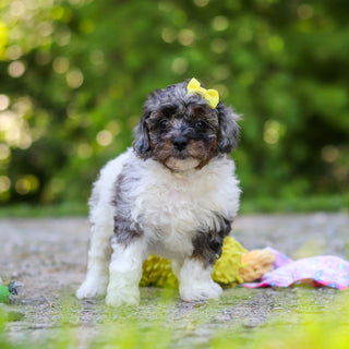 Franny - Available 6/18