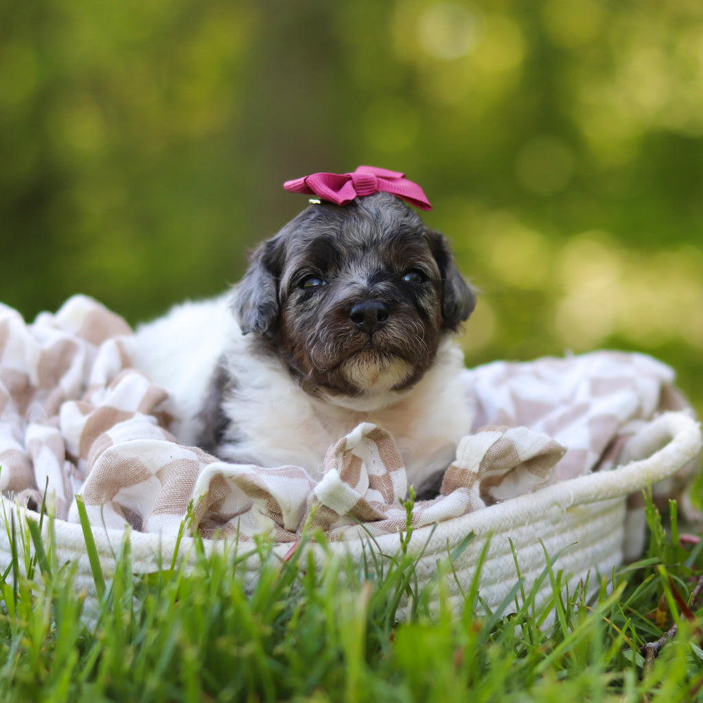 Franny - Available 6/18