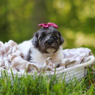 Franny - Available 6/18