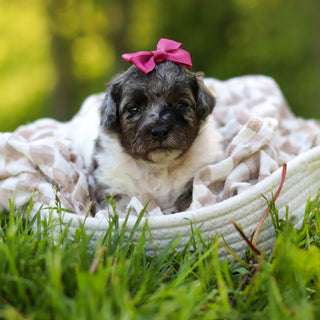 Franny - Available 6/18