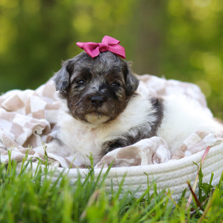 Franny - Available 6/18