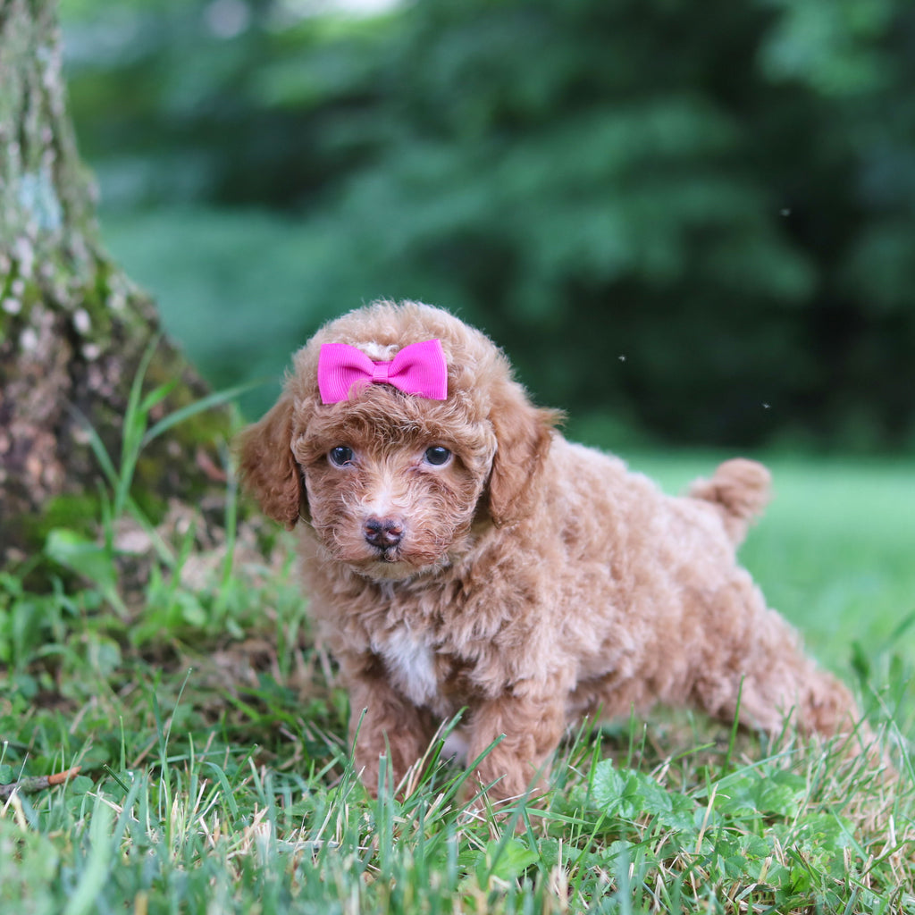 Shelly - Available 7/23
