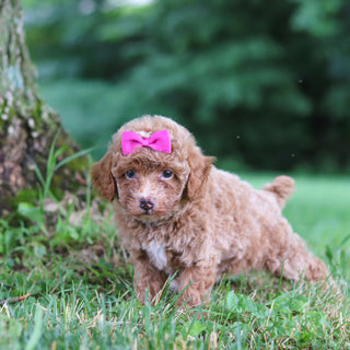 Shelly - Available 7/23