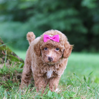 Shelly - Available 7/23