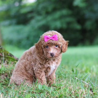 Shelly - Available 7/23