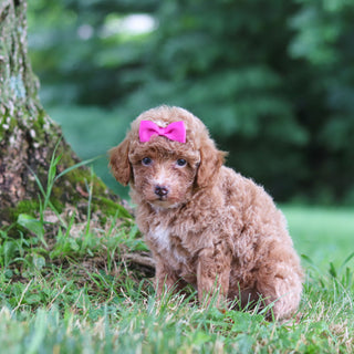 Shelly - Available 7/23