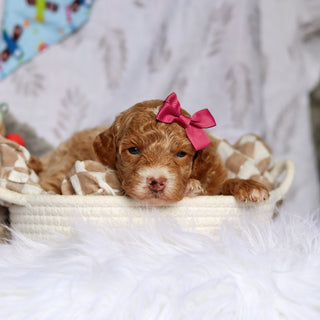 Shelly - Available 7/23