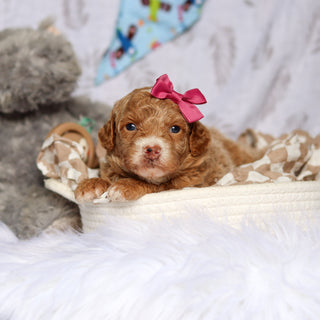 Shelly - Available 7/23